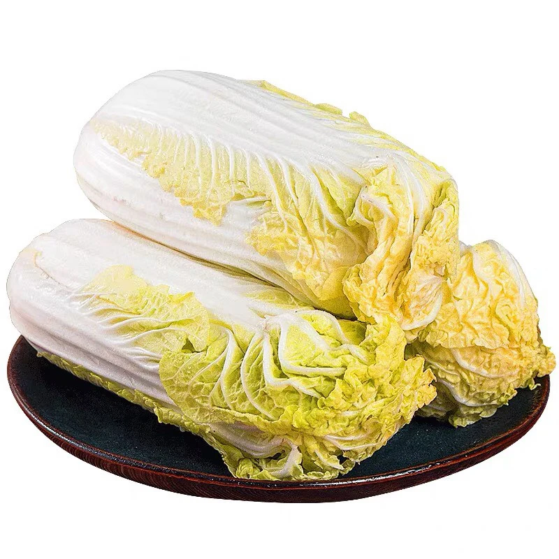 ready to ship high yield seed baby cabbage cabbage seeds for