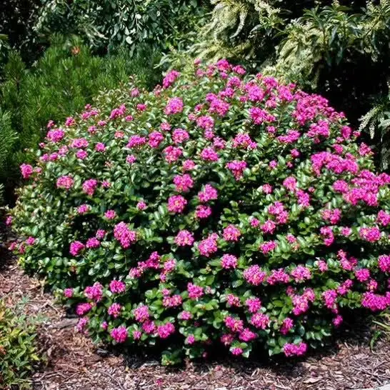 紫薇矮球形 - buy 矮紫薇丛生,矮球形紫薇,矮紫薇品种全 product on