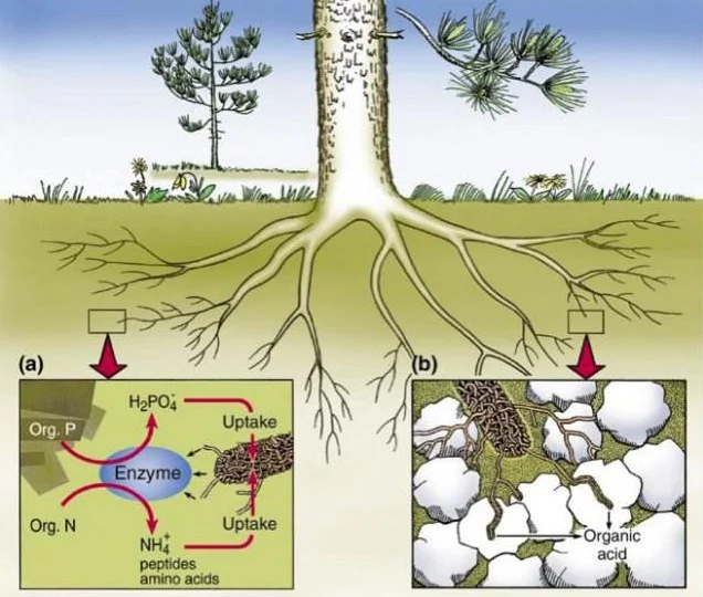 Jamur Mycorrhizal Vam Hestening Penakar Micorrhiza Buy Hestening Rooting Mikoriza Jamur Mikoriza Arbuskula Jamur Mikoriza Arbuskula Vam Hestening Rooting Mikoriza Product On Alibaba Com