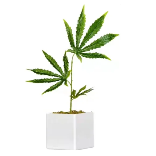 red leaf indoor plant Philodendron red emerald – Adplants