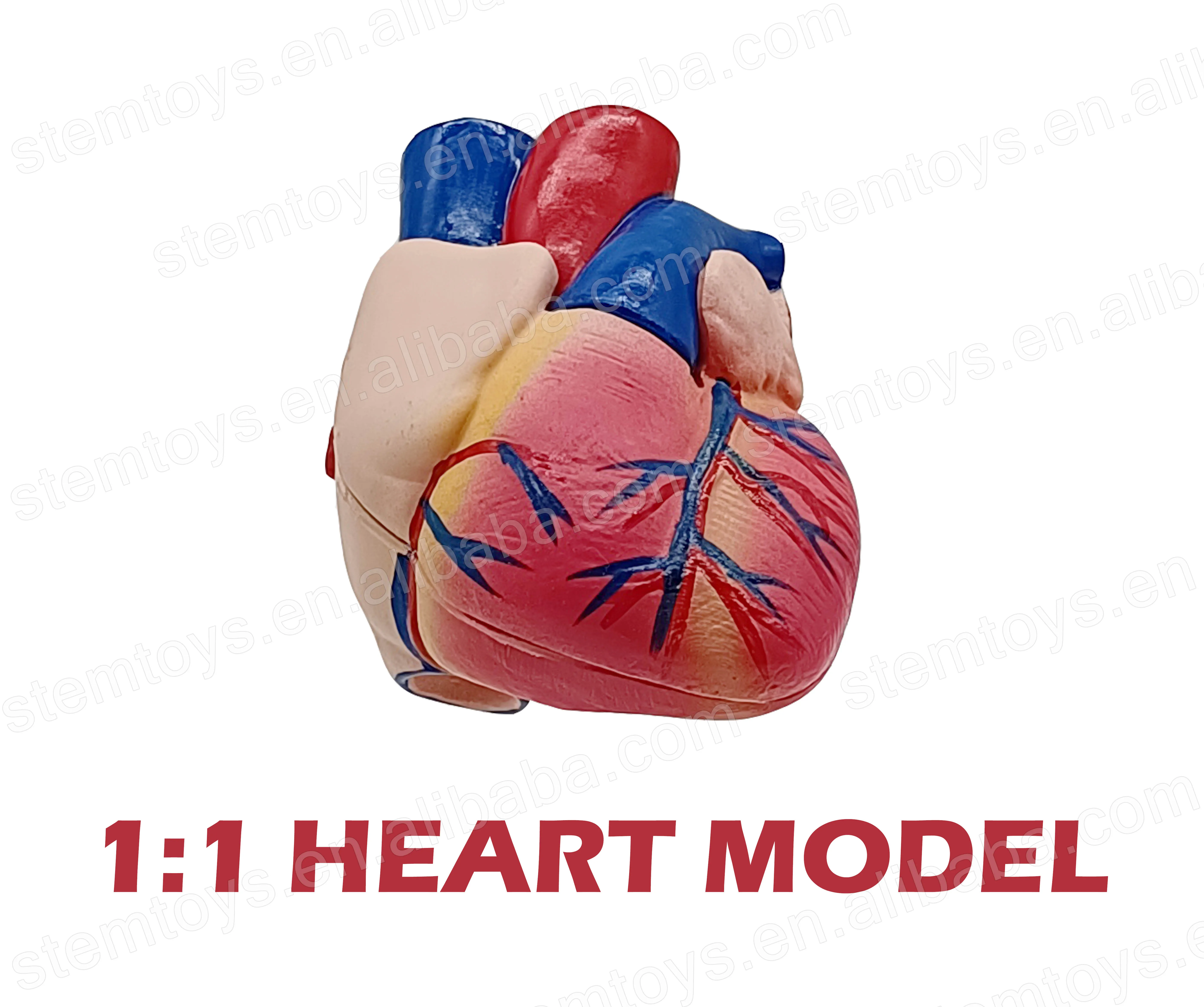 Life Size Dismountable Human Heart Model for STEM Education Kids ...