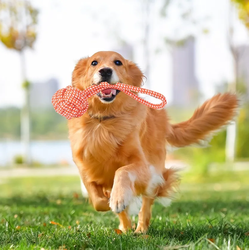 Eco-Friendly Telescopic Retractable Plastic Pet Training Stick Dog and Cat Toy Stick