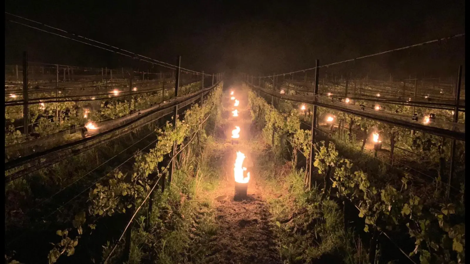 Anti Frost Candle For Agricultural Orchard Vineyard Protect From Anti