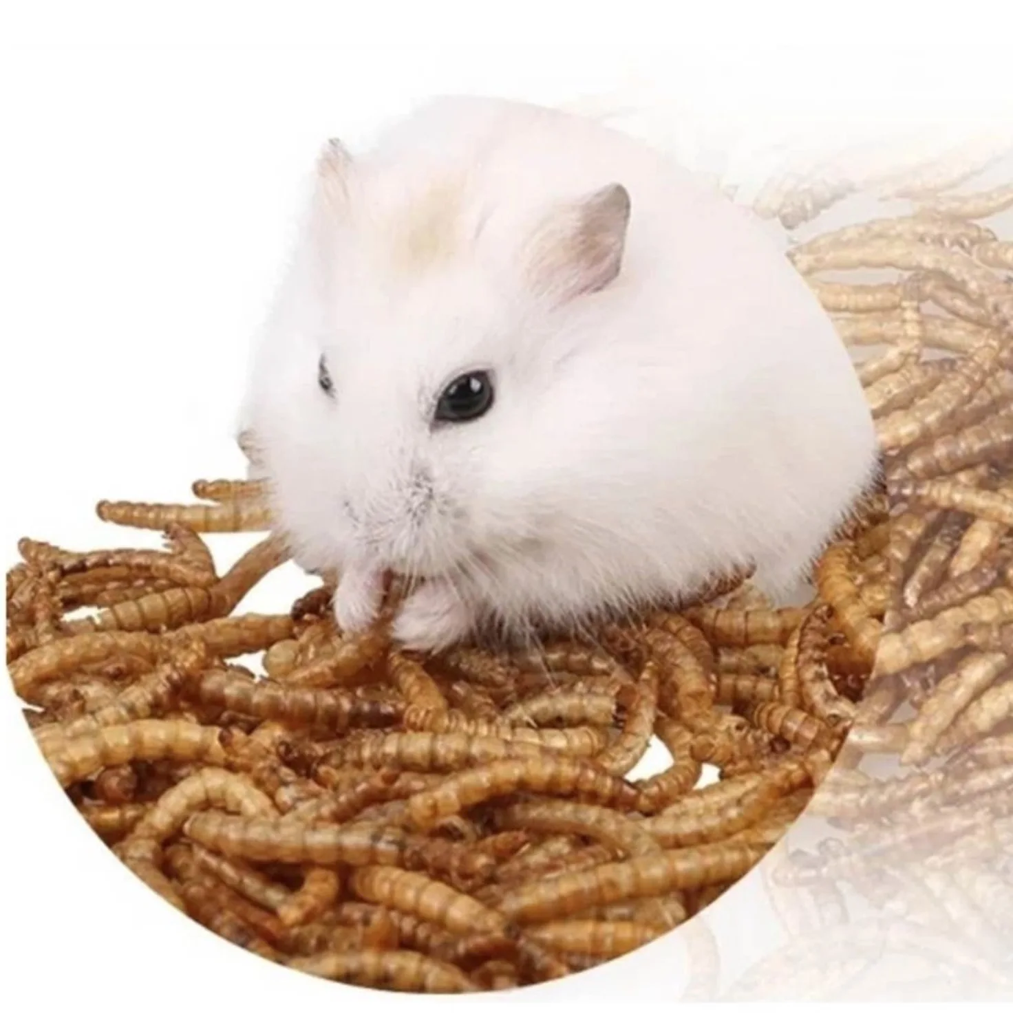 Freeze Dried Mealworm High Protein Dried Mealworm Buy Hunan Peto