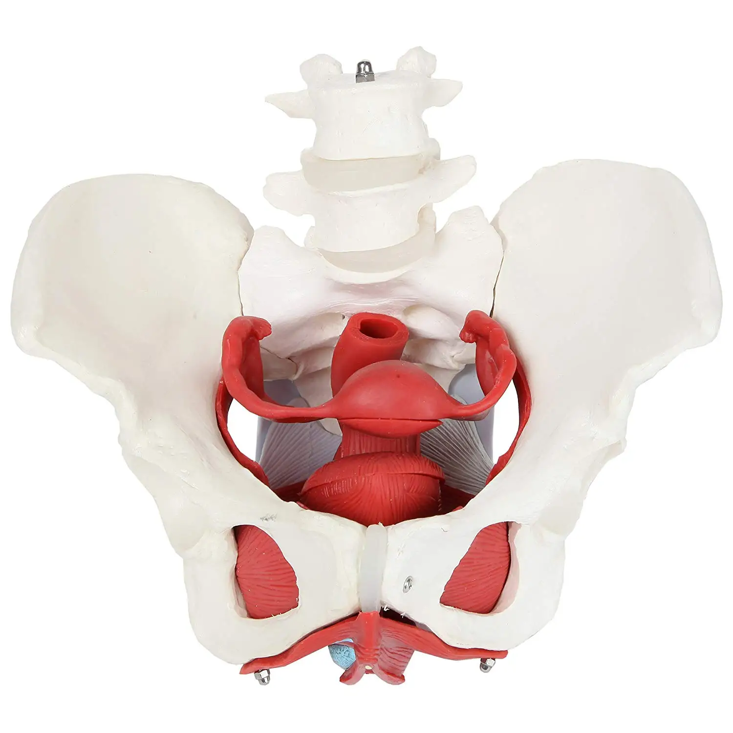 Малый таз шарик. Модель женского таза с репродуктивными органами (DM-sk1128a). Скелет женского таза. Анатомическая модель таза.