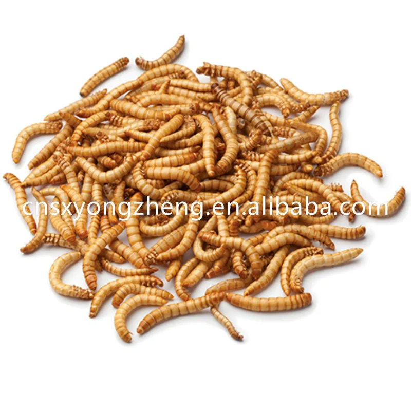 Dried-Mealworm.jpg