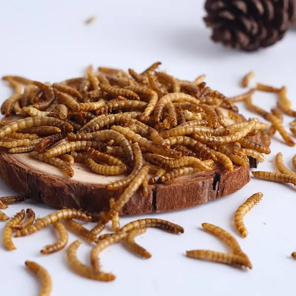 100% pure dried mealworm insect for fish feed