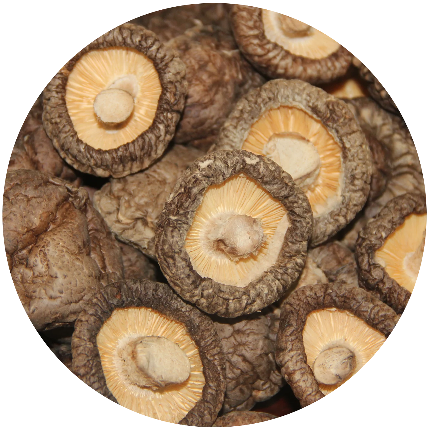 Healthy 1kg Dry Stem Dried Shiitake Mushroom Buy Shiitake Mushroom