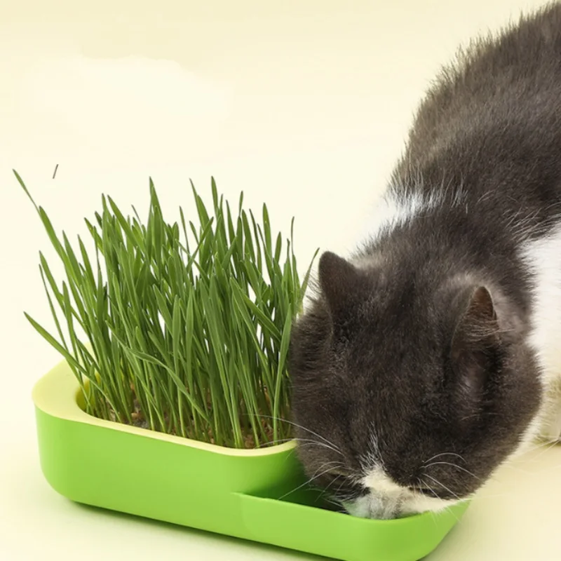 Mybeauty Seed Wheat Grass Catnip Cultivation Box Pet Cat Grass Growing ...