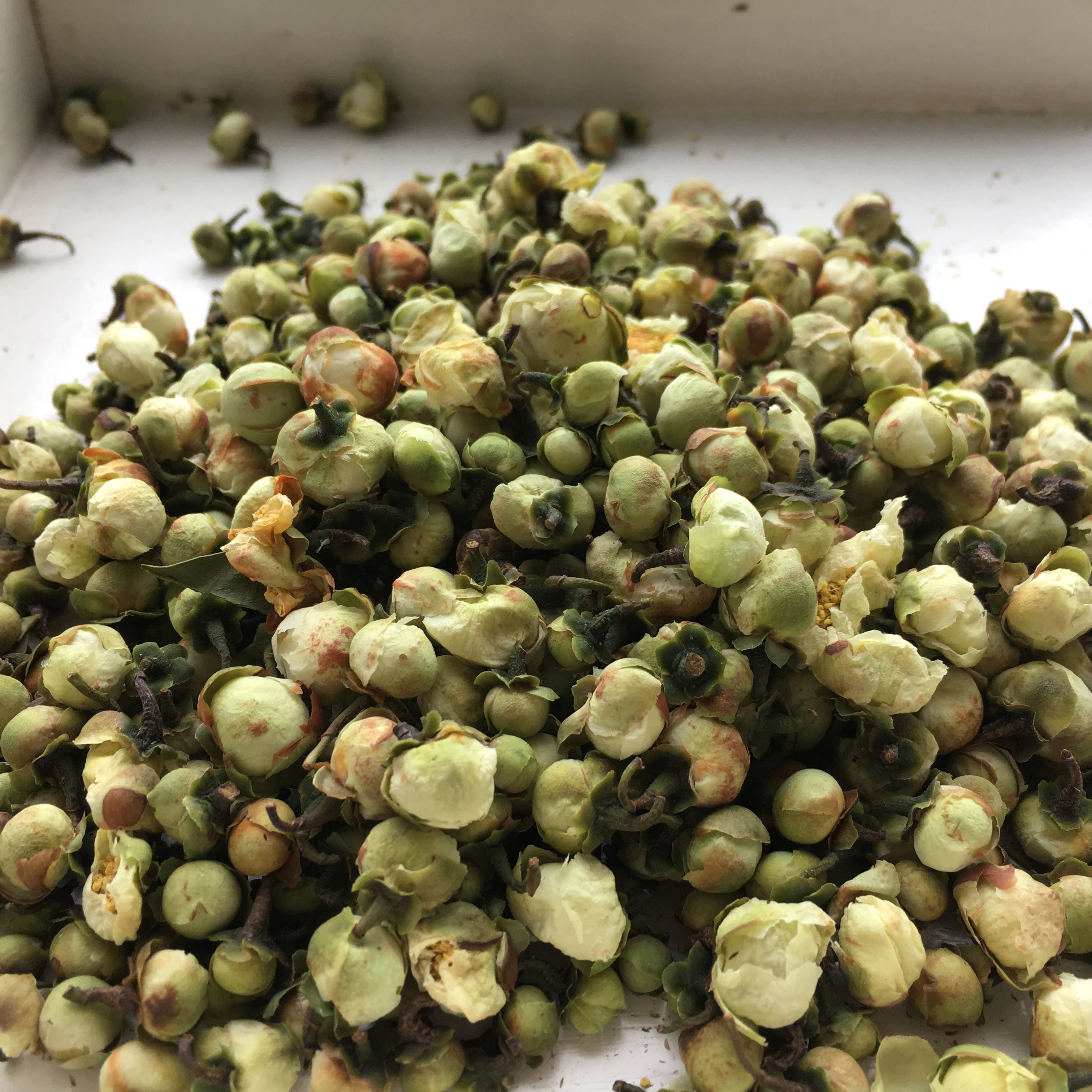 Camellia Sinensis Plant Flower Shan Cha Hua Camellia Tea - 4uTea | 4uTea.com