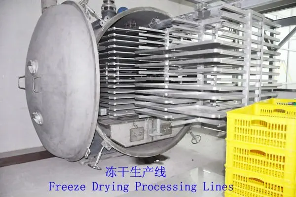 Freeze Dried Chinese Dates chips snacks