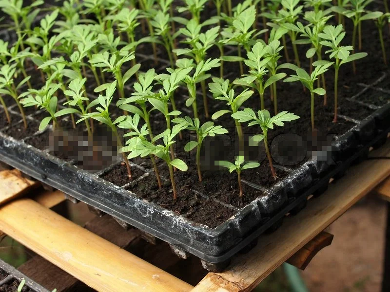 low price high quality plant nursery garden plastic seed tray