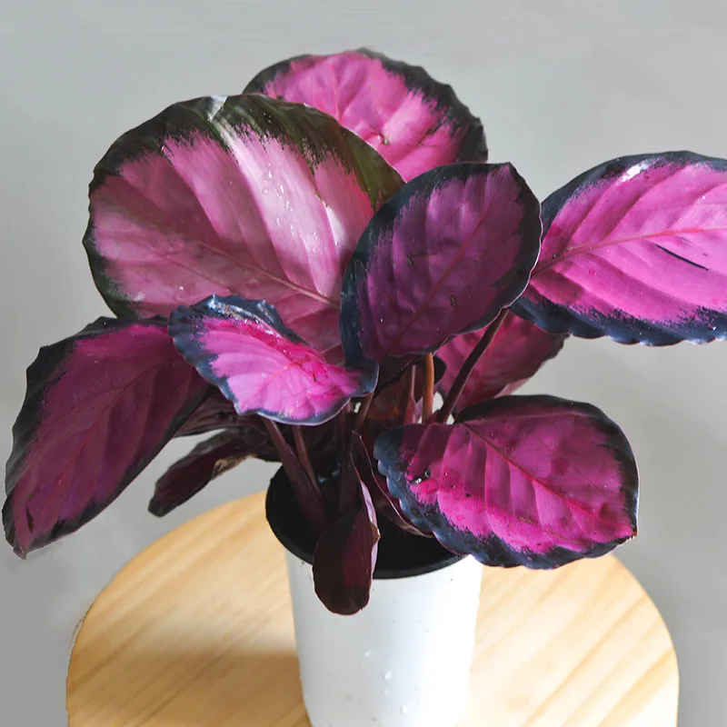 
Ornamental plant bonsai Calathea veitchiana red wholesale green nature plant 