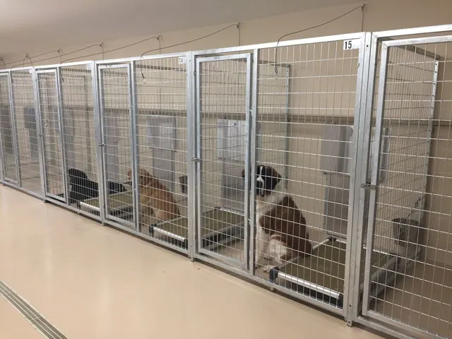 welded dog kennels (41).jpg