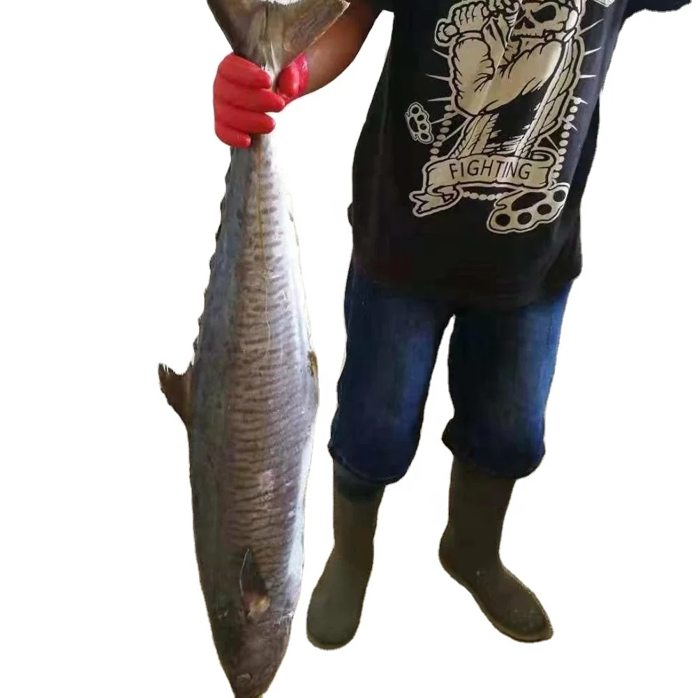 
Frozen WR King Fish Spanish Stripe Mackerel 