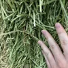 Top Quality American Alfalfa Hay Bales for Animal Feed Wholesale