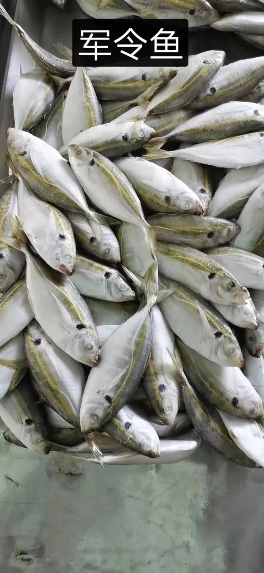 recipe for bluetail fish