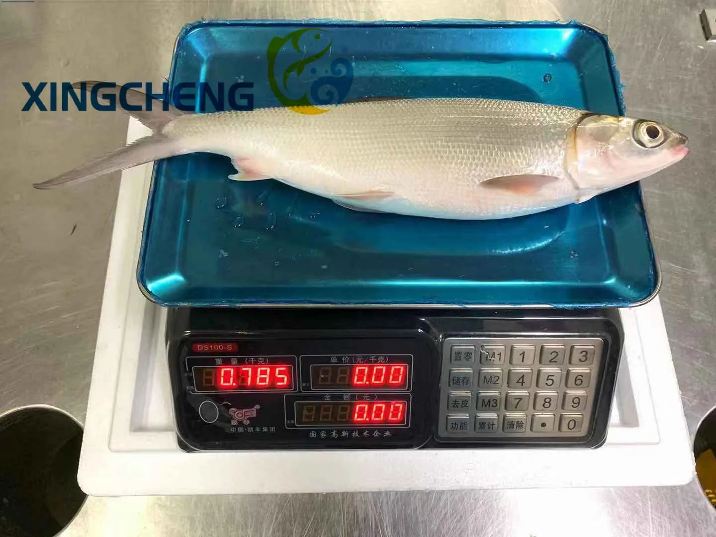 milkfishXingcheng (5).jpg