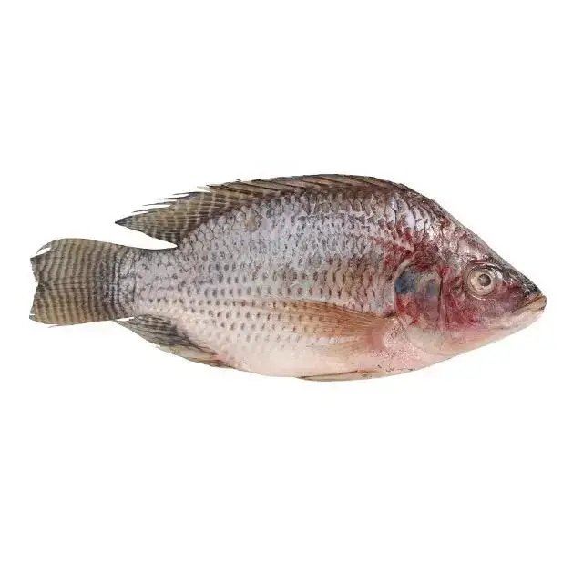 High Quality Frozen Tilapia Gutted Scaled Iqf Ivp Iwp High Grade ...