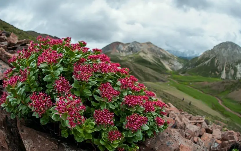 high quality rhodiola rosea extract powder salidroside