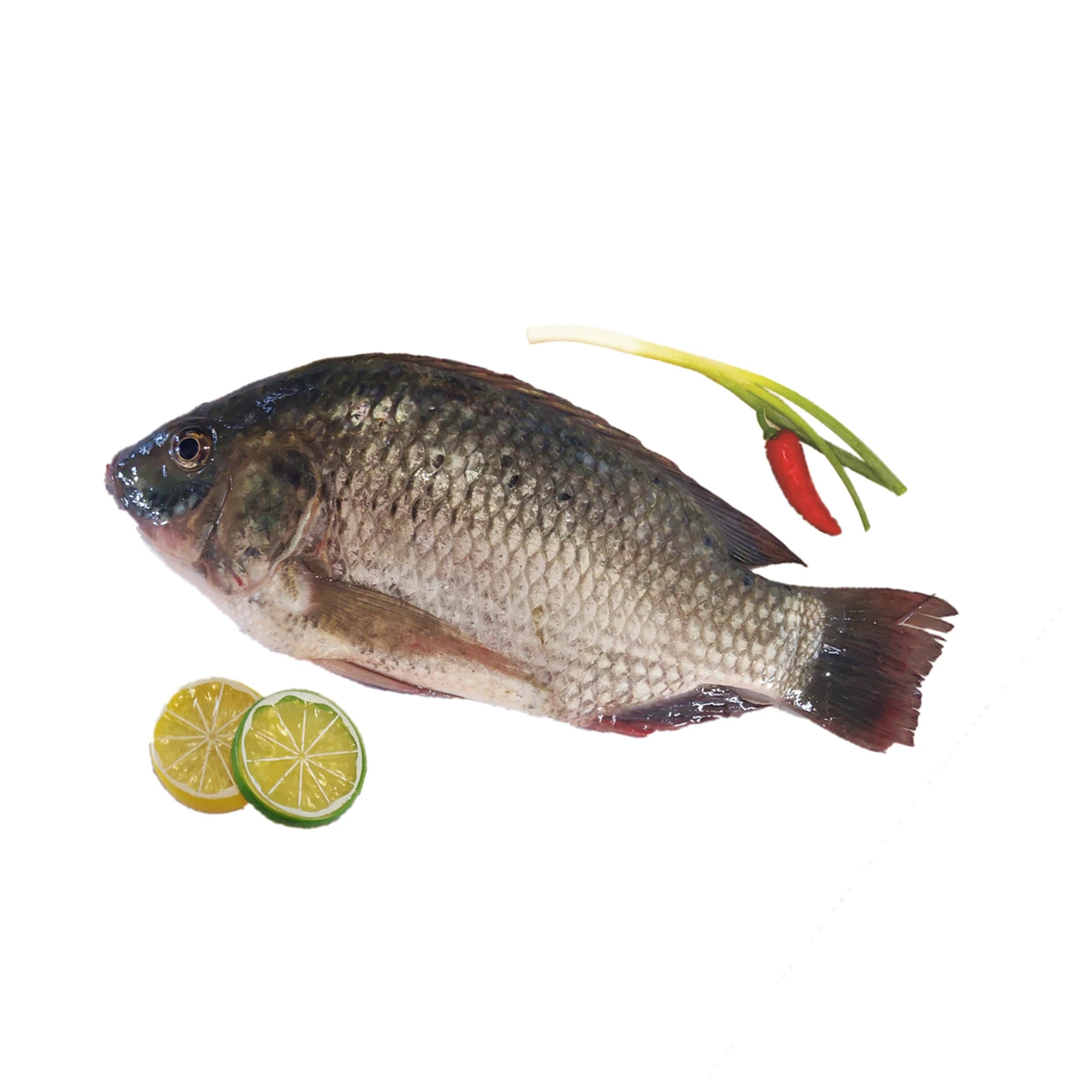 
Frozen Whole Round Tilapia Fish Alive When Freezing 