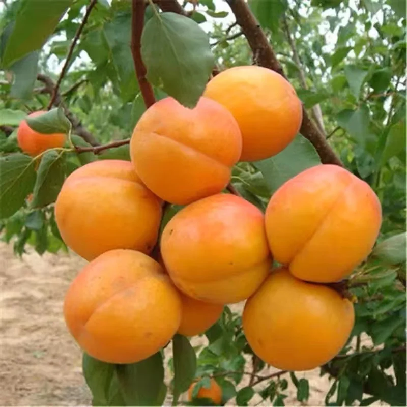 Natural 100 Yellow Sweet Fresh Apricots Buy Fresh Apricots,Period