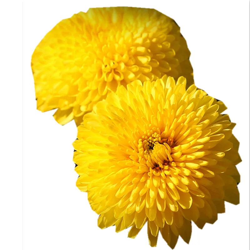 Healthy Green Tea Detox Slimming Tea Yellow Chrysanthemum Tea - 4uTea | 4uTea.com