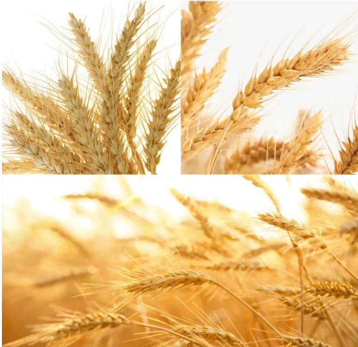 Golden Dried Wheat Sheaves 100 Stems Bundle Premium Autumn Arrangements