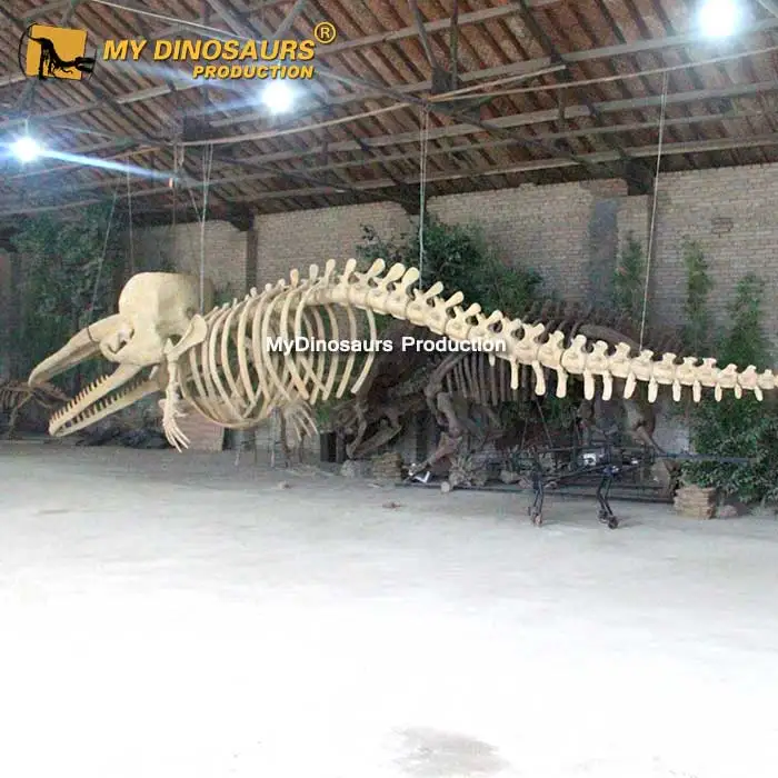 MyDinoハンギングマリンアニマル化石マッコウクジラスケルトン