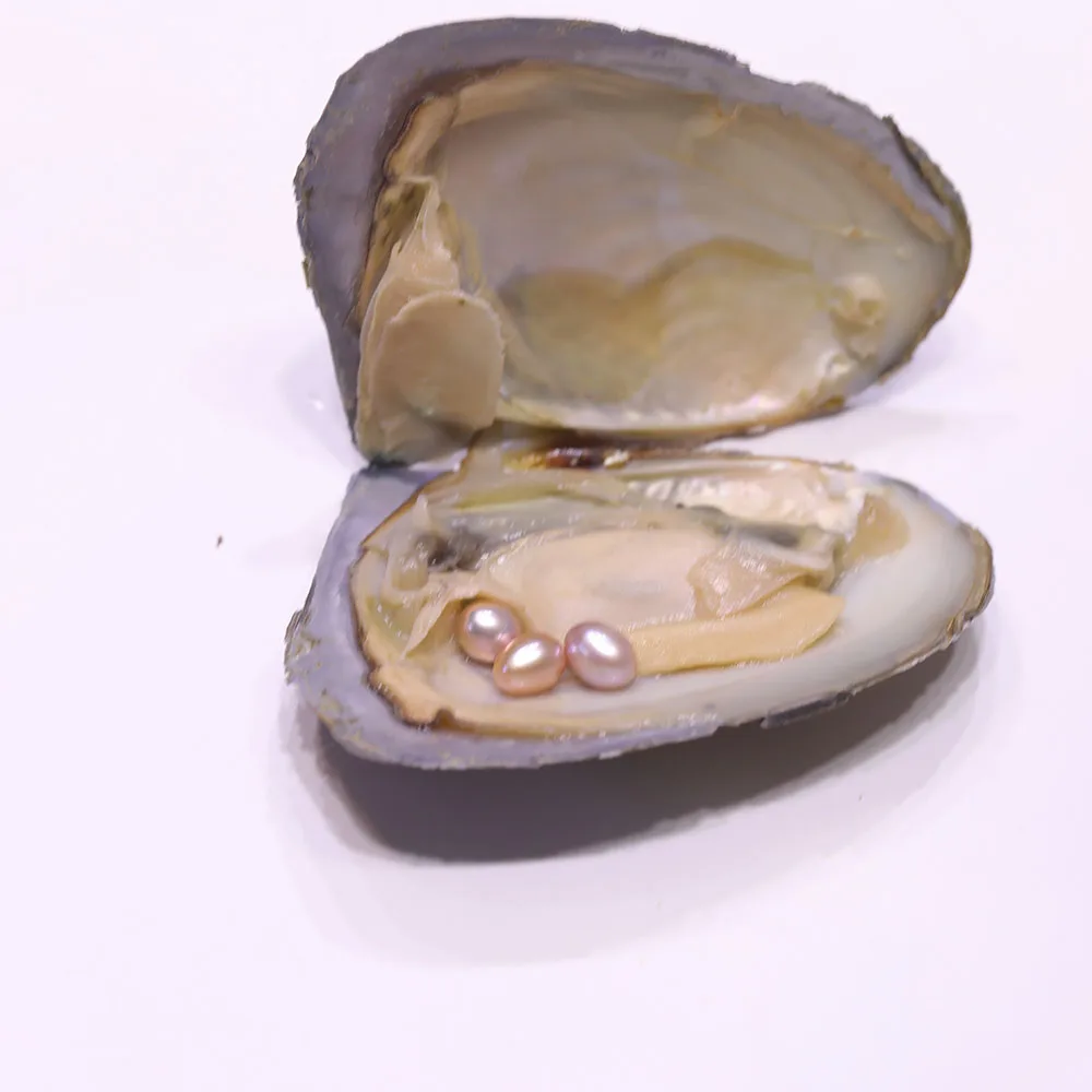 牡蛎中的珍珠淡水养殖爱希望珍珠牡蛎里面有 3 颗 5