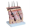 PVC Skin Section Model for High Quality Biomedical Teaching