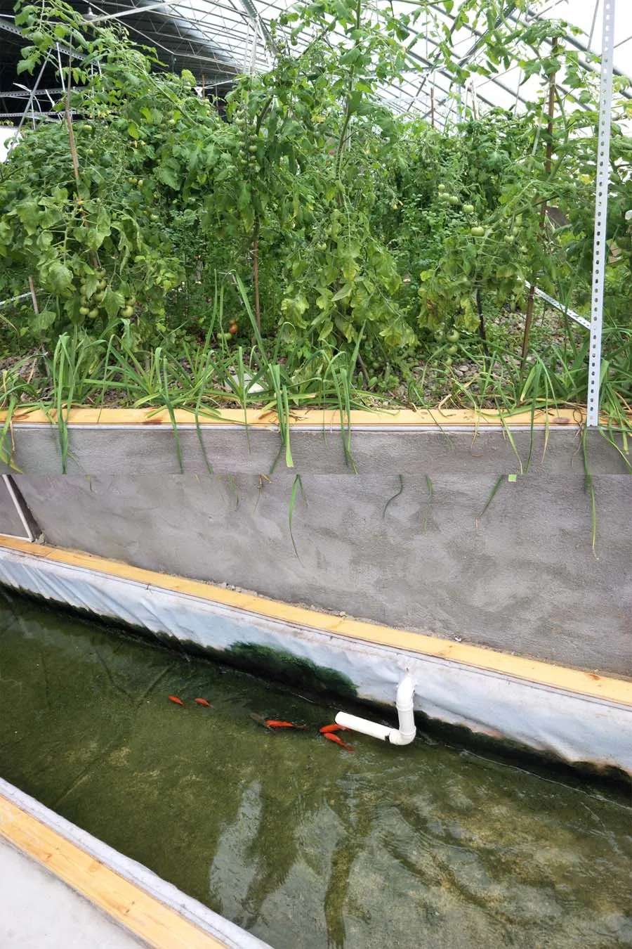 commercial aquaponics