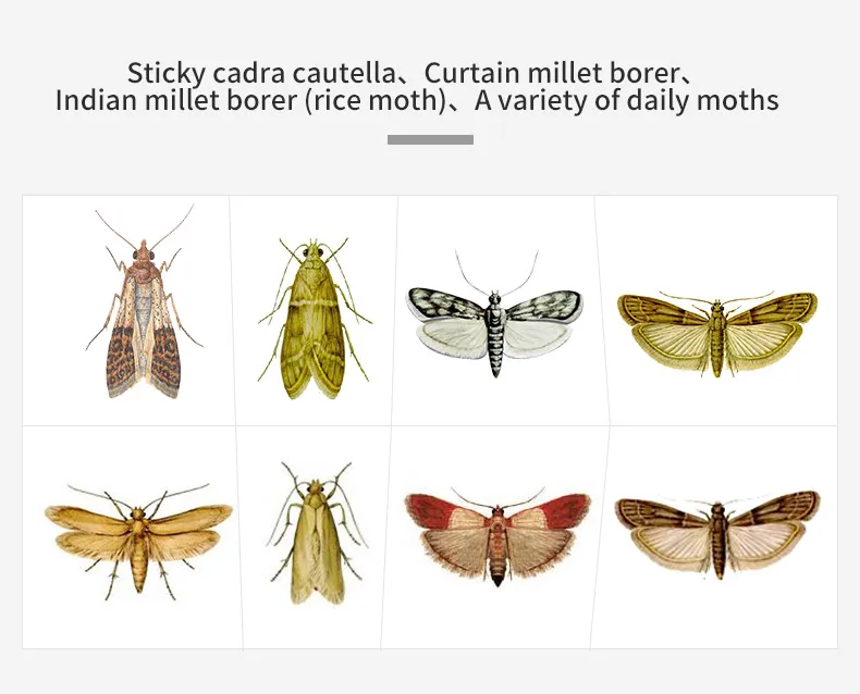 delta粘性昆虫胶用于食品储藏室布蛾蛾信息素捕获 - buy sticky moth