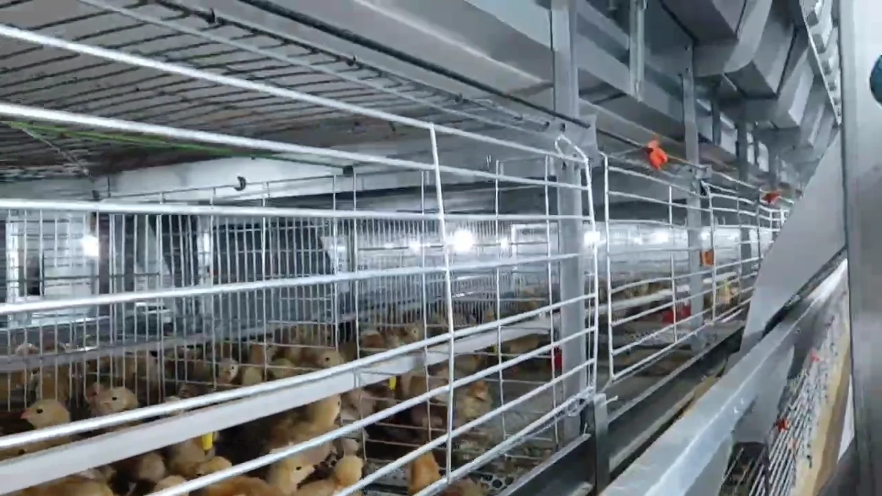 Poultry Farm Fully Automatic Design Battery H Type Raising Broiler Chicken Cage Buy Broiler 