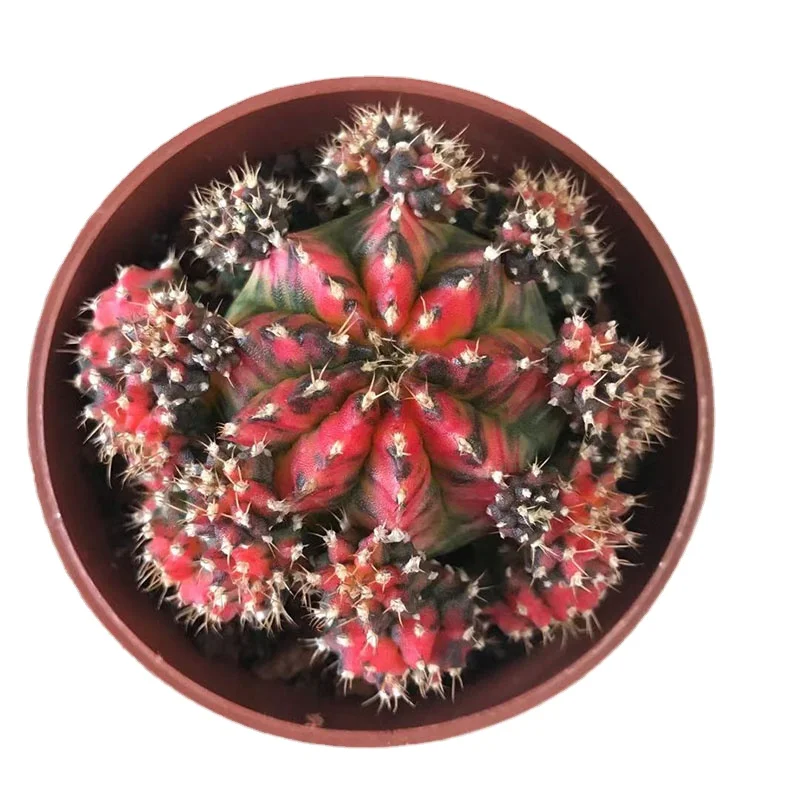 
Real plants colorful moon cactus Gymnocalycium mihanovichii of cacti plants 