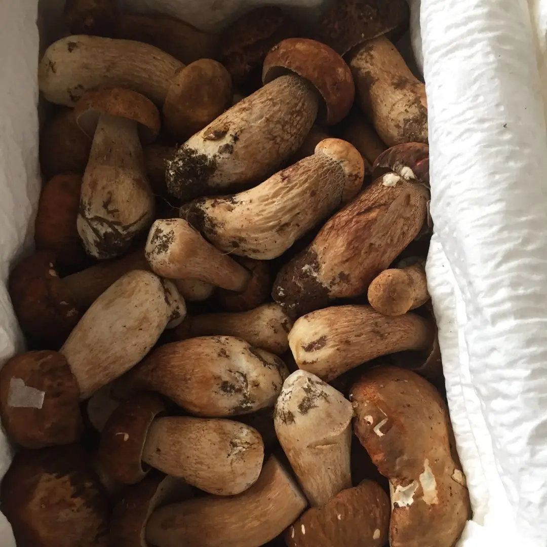 Detan Wild/cultivated Funghi Porcini Frechi Prezzo Buy Wild