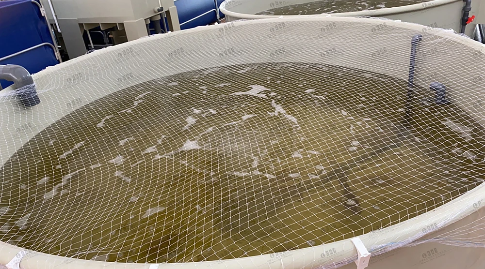 Cataqua Fish Breeding Farms Fish Breeding System Equipment Buy Fish