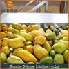 The making mango production line mango washing machine