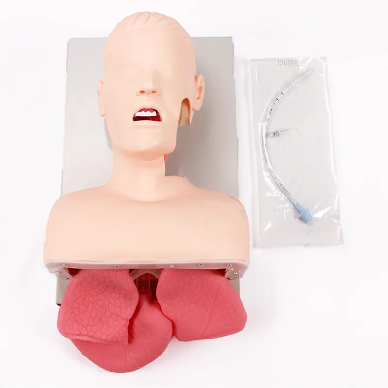 Medical Anatomy Human Airway Manikin Model Advanced Trachea Intubation ...