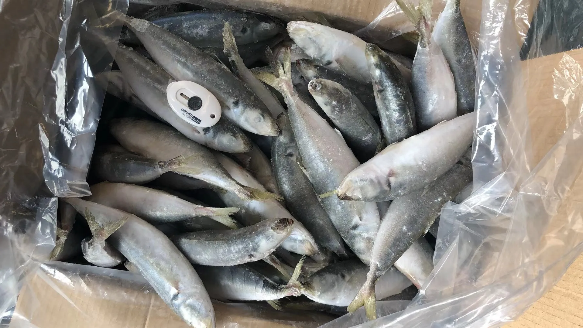 factory price mackerel carton packing frozen horse mackerel for