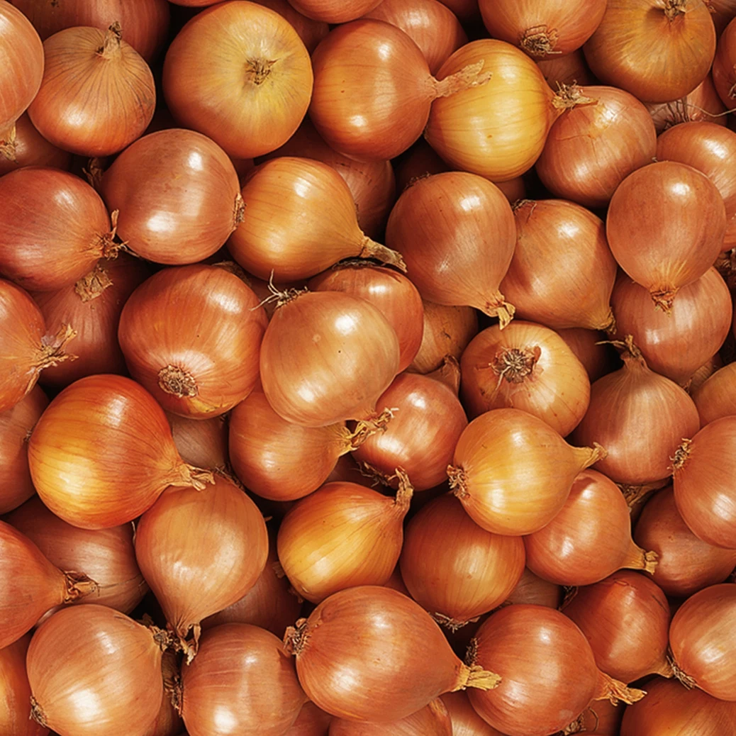 Fresh Yellow Onions Holland The Netherlands For Wholesale Private Label