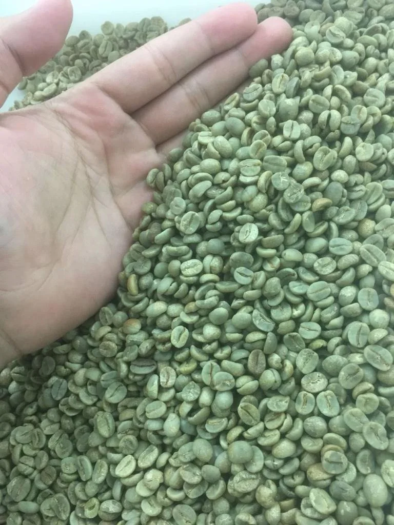 Top Quality Brazil Green Coffee Beans Arabica And Robusta Coffee Beans Buy Coffee Beans Green