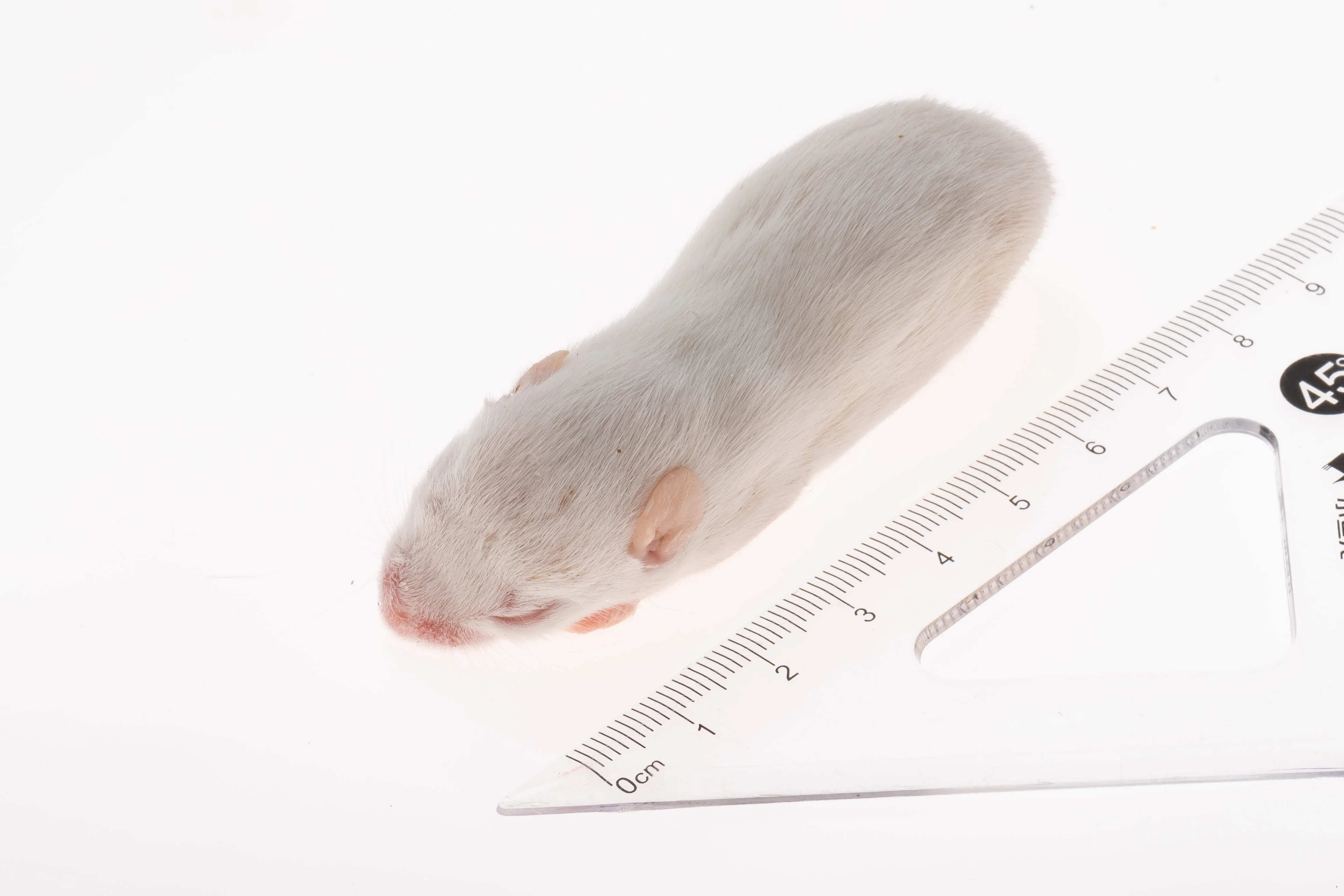 Pinky Mice For Pet Snakes,Lizards,Frogs,Turtles,Crocodiles,Foxes,Hawks,Skinks,Spiders,Cats Pet