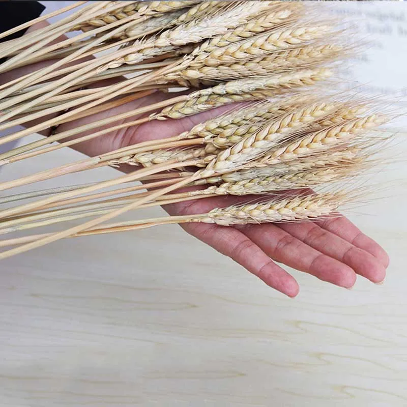 Zhuoou Wholesale Natural Dried Wheat Grass Dried Wheat Decor Flower