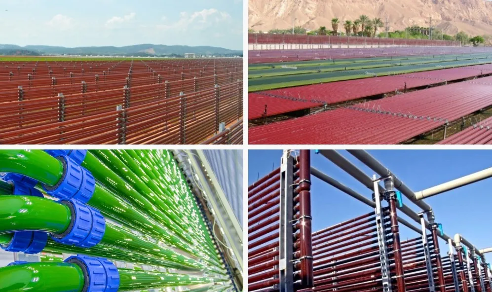 astaxanthin planting.JPG