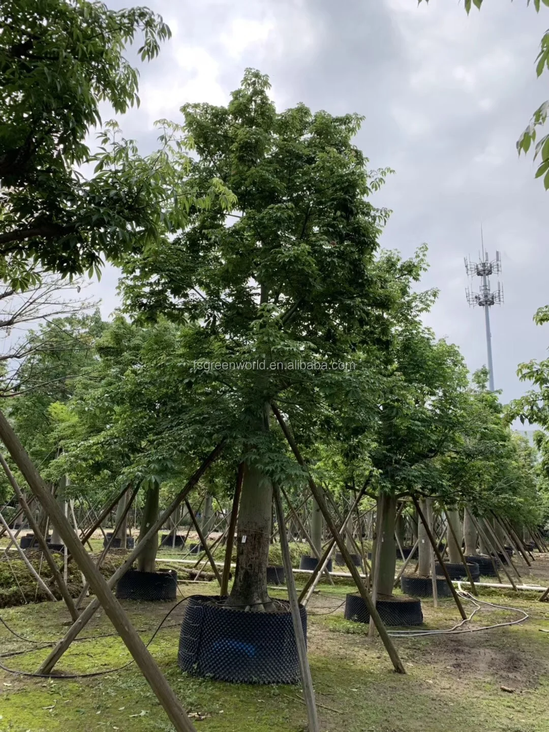 Chorisia Speciosa Silk Floss Tree Buy Chorisia Speciosa Silk Floss Tree Chorisia Landscape And Project Trees Chorisia Speciosa Bombax Plants Product On Alibaba Com