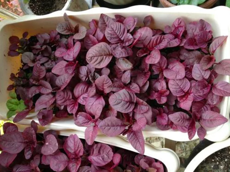 新到货健康微绿色种子红苋菜种植