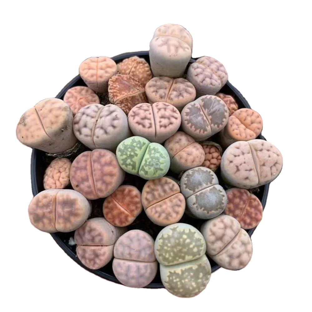 
New style low price high quality Succulent Plants Lithops 