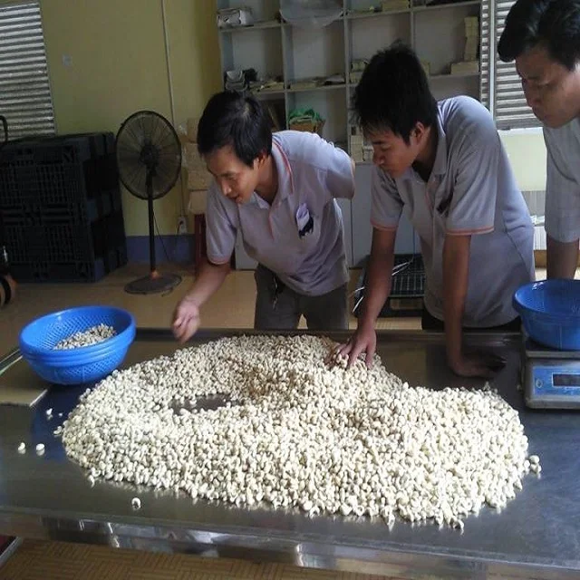 Cheapest VIETNAM CASHEW NUTS  HIGH QUALITY COMPETITIVE PRICE CROP 2024 original Binh Phuoc