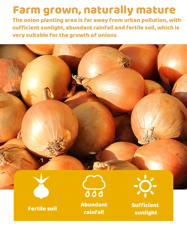 add to compareshare supplier onion fresh yellow onion in bulk